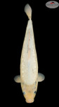 HUGE! Gin Rin Matsukawabake 21 inches [ES2-8526-120]