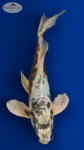 Beni Kikokuryu Butterfly 14 inches [ES2-8526-123]