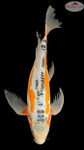 Shusui Butterfly 18 inches [ES2-8526-127]
