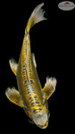 Butterfly Kin Kikokuryu 17 inches [ES2-8526-131]