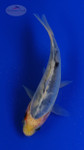 Goldfish 762 3-4 inches [PW-T3-762]