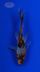 Goldfish 765 3-4 inches [PW-T3-765]