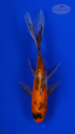 Goldfish 773 3-4 inches [PW-T3-773]