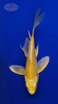 Koi 774 3-4 inches [PW-T3-774]