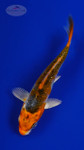 Koi 775 3-4 inches [PW-T3-775]
