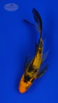 Koi 777 3-4 inches [PW-T3-777]
