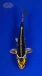Koi 778 3-4 inches [PW-T3-778]