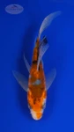 Koi 779 3-4 inches [PW-T3-779]