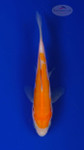 Koi 783 3-4 inches [PW-T3-783]