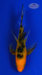 Koi 784 3-4 inches [PW-T3-784]