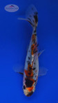 Goldfish 792 3-4 inches [PW-T4-792]