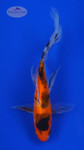 Goldfish 796 3-4 inches [PW-T4-796]
