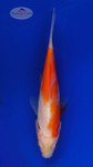 Goldfish 802 3-4 inches [PW-T4-802]