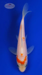 Koi 803 3-4 inches [PW-T4-803]