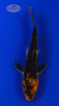 Koi 804 3-4 inches [PW-T4-804]