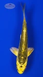 Koi 805 3-4 inches [PW-T4-805]