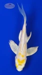 Koi 808 3-4 inches [PW-T4-808]