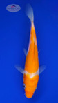 Koi 810 3-4 inches [PW-T4-810]