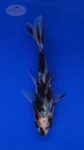 Goldfish 813 3-4 inches [PW-T5-813]