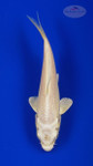 Koi 824 3-4 inches [PW-T5-824]