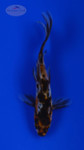 Goldfish 828 3-4 inches [PW-T5-828]