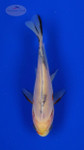 Goldfish 831 3-4 inches [PW-T5-831]