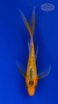 Koi 834 3-4 inches [PW-T5-834]