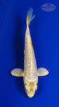 Koi 837 3-4 inches [PW-T5-837]