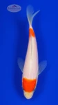 Bulls Eye 4-5 inches  [H26-T15-7]
