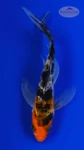 Gin Rin Sanke 4-5 inches [H26-T18-22]