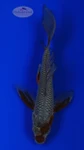 Ochiba 5-6 inches [H26-T31-30]
