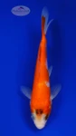 Kohaku 4-5 inches [H26-T31-31]
