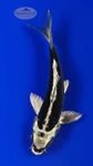 Pure Kikokuryu 4-5 inches [H26-T31-32]