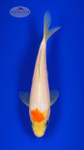 Tancho Kohaku 5-6 inches [H26-T35-40]