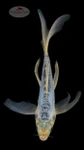 Blue Phoenix 6-7 inches [H26-T36-46]