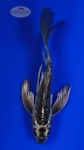 Midnight Fox 5-6 inches [H26-T38-58]