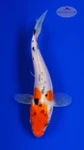 Doitsu Sanke 5-6 inches [H26-T46-106]
