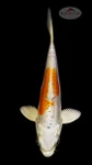 Doitsu Hariwake 4-5 inches [H26-T49-113]