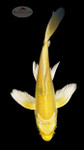 Yamabuki 4-5 inches [H26-T49-116]