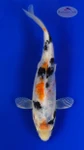 Showa 5-6 inches [H26-T49-122]