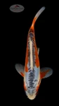 Shusui 5-6 inches [H26-T60-125]
