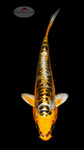 Kin Kikokuryu 6-7 inches [H26-T60-130]