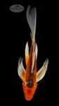 Shusui Butterfly 6-7 inches [H26-T60-131]