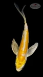 Doitsu Hariwake Butterfly 4-5 inches [H26-T60-134]
