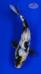 Shiro Utsuri 5-6 inches [H26-T90-144]