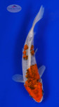 Goshiki 5-6 inches [H26-T90-145]
