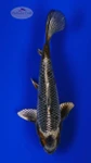 Ginga 6-7 inches [H26-T90-146]