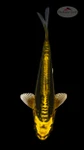 Kin Kikokuryu 5-6 inches [H26-T91-152]