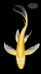 Doitsu Yamabuki Butterfly 7-8 inches [H26-T93-160]