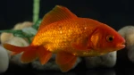 "Stubbs" Orange Wakin 6-7 inches [AA26-T63-11]